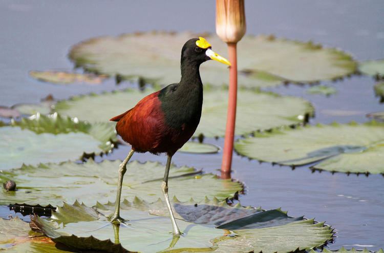 Jacana Northern Jacana Audubon Field Guide