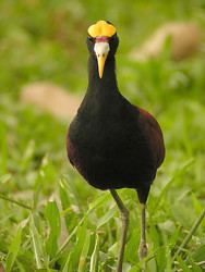 Jacana tolweborgtreeToLimages2153397648da1edb0879o