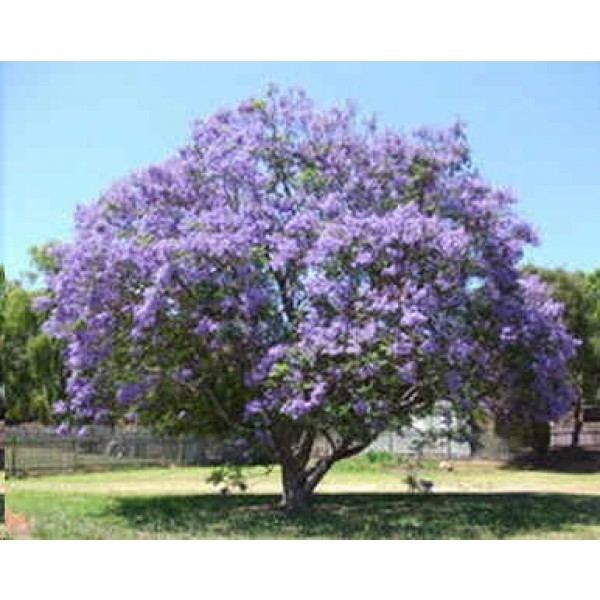 Jacaranda mimosifolia Buy Blue Jacaranda Seeds Online Rarexoticseeds