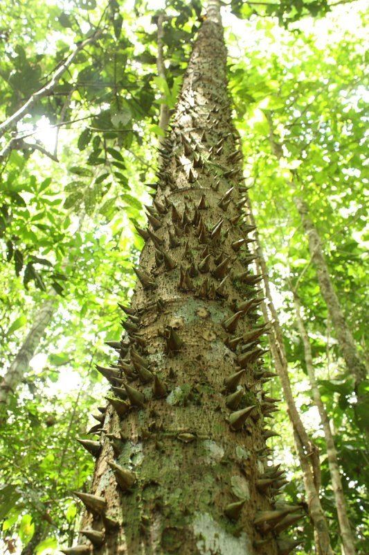 Jacaratia Jacaratia digitata chamburo Rare Amazon tree Live 16oz Tropical