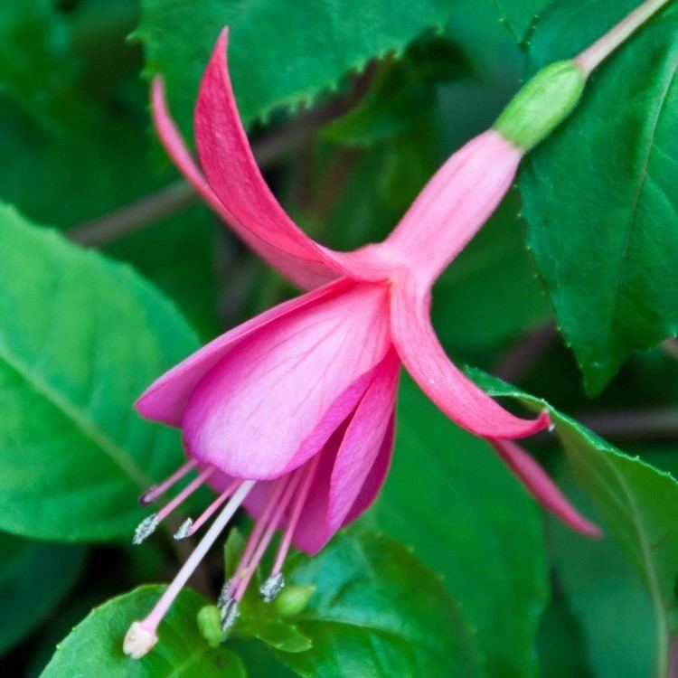 Jack Acland Fuchsia Jack Acland Rooted cuttings from Other Fellow Fuchsias