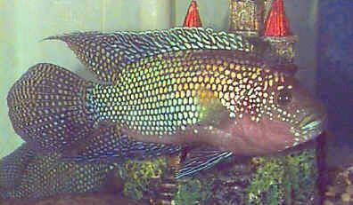 Jack Dempsey (fish) Jack Dempsey Cichlid Rocio octofasciata Dempsey Fish Guide