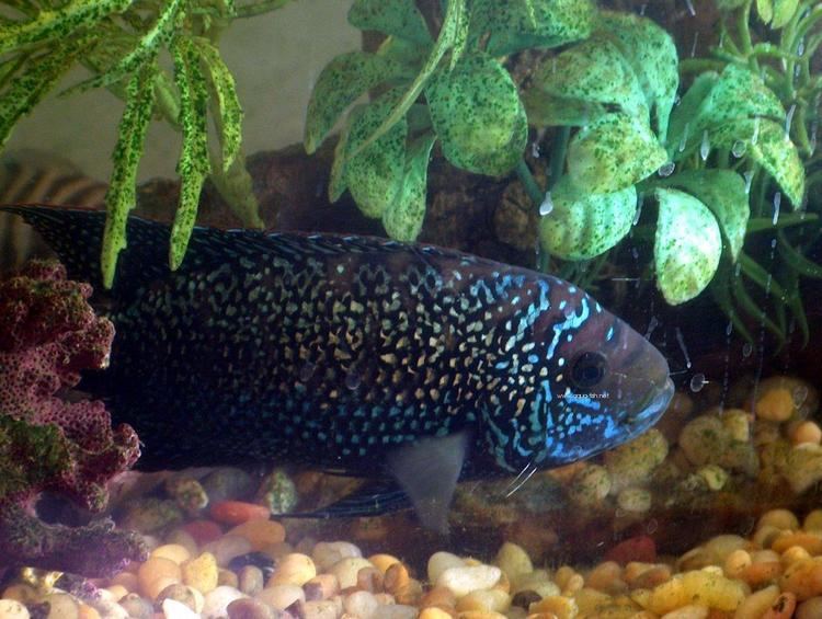 Jack Dempsey (fish) How to care for Jack Dempsey Cichlids properly