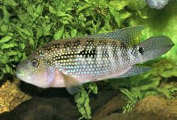 Jack Dempsey (fish) Jack Dempsey Cichlid Rocio octofasciata Dempsey Fish Guide