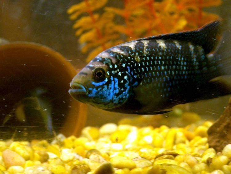Jack Dempsey (fish) How to care for Jack Dempsey Cichlids properly