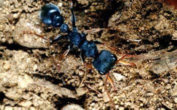Jack jumper ant Jack Jumper Ant Allergy Australasian Society of Clinical