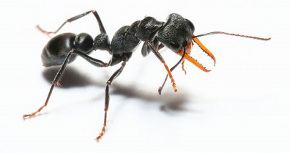Jack jumper ant Jack Jumper Allergy Program Department of Health and Human Services