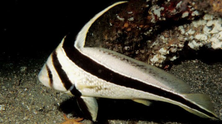 Jack-knifefish Species Identification Family Sciaenidae JackknifeFish
