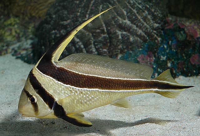 Jack-knifefish Shorefishes Gallery