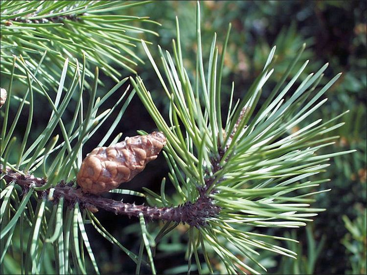 Jack pine ISU Forestry Extension Tree Identification Jack Pine Pinus