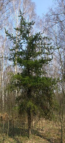 Jack pine httpsuploadwikimediaorgwikipediacommonsthu