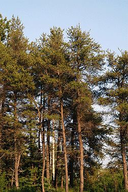Jack pine Pinus banksiana Fact Sheet