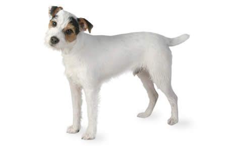 Jack Russell Terrier Jack Russell Terrier Dog Breed Information Pictures