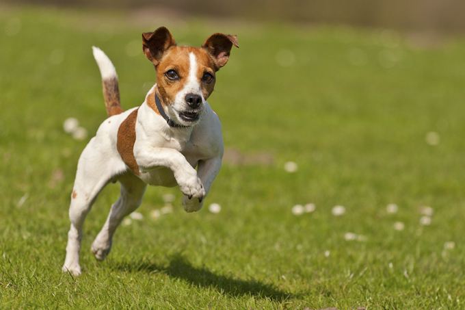 Jack Russell Terrier Jack Russell Terrier dog names Dogtime