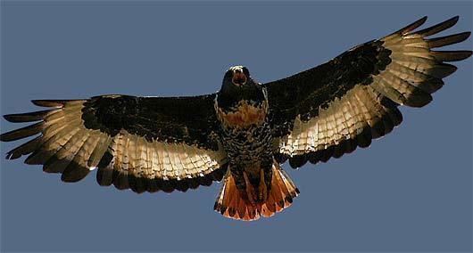 Jackal buzzard Jackal Buzzard Southern African Soaring Hunter Animal Pictures