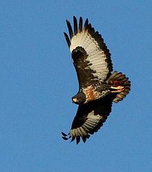 Jackal buzzard httpsuploadwikimediaorgwikipediacommonsthu