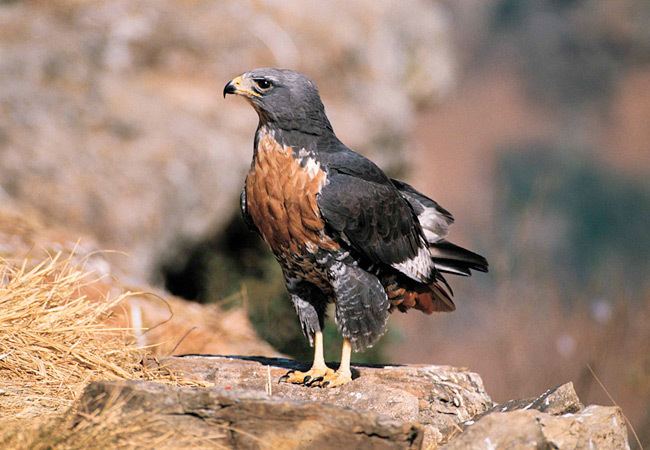 Jackal buzzard Jackal Buzzard Buteo rufofuscus