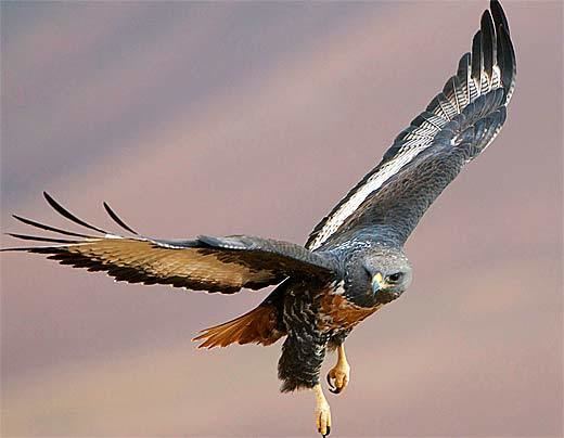 Jackal buzzard Jackal Buzzard Southern African Soaring Hunter Animal Pictures