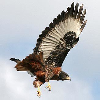 Jackal buzzard rufofuscus Jackal buzzard