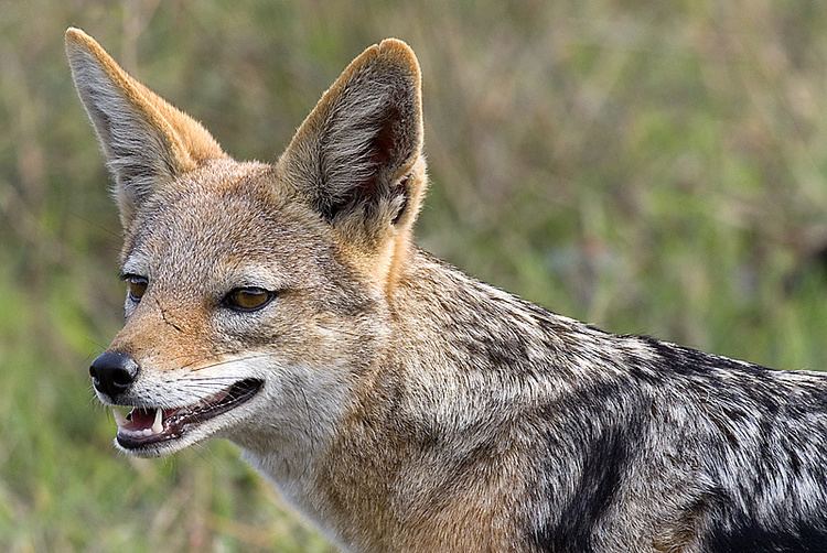 Jackal Jackal Facts History Useful Information and Amazing Pictures