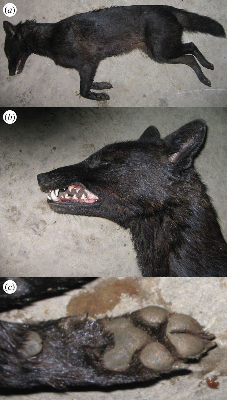 Jackal–dog hybrid First evidence of hybridization between golden jackal Canis aureus