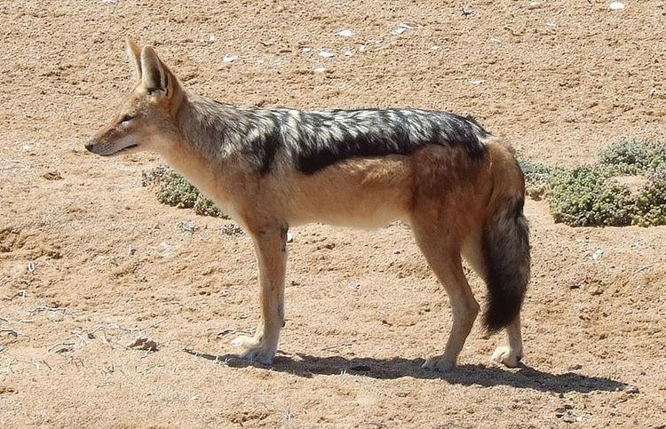 Jackal–dog hybrid Do certain jackal hybrids exist Natural History