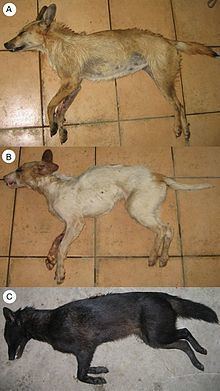 Jackal–dog hybrid httpsuploadwikimediaorgwikipediacommonsthu