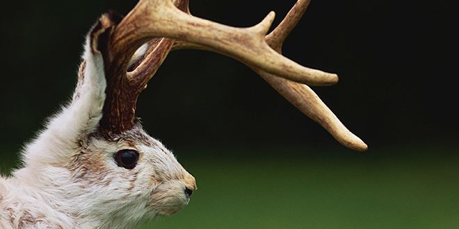 Jackalope Fantastically Wrong The Disturbing Reality That Spawned the