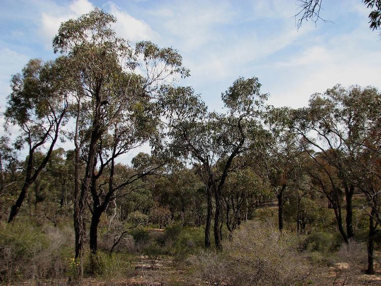 Jackass Flat Nature Conservation Reserve