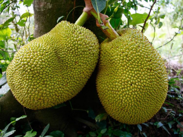 Jackfruit medianprorgassetsimg20140501jackfruit9672