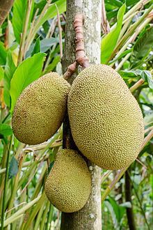 Jackfruit Jackfruit Wikipedia