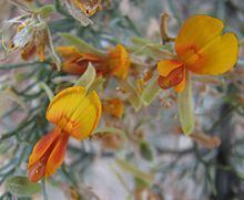 Jacksonia (plant) httpsuploadwikimediaorgwikipediacommonsthu
