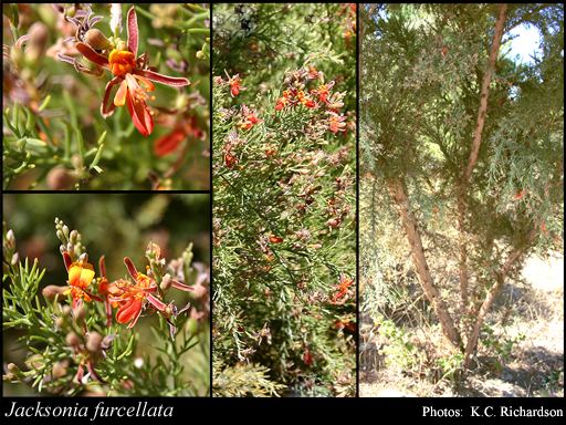 Jacksonia (plant) Jacksonia furcellata Bonpl DC FloraBase Flora of Western Australia