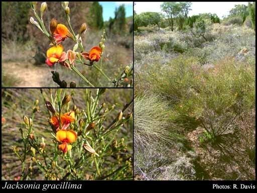 Jacksonia (plant) Jacksonia gracillima Chappill FloraBase Flora of Western Australia