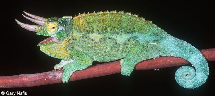 Jackson's chameleon Jackson39s Chameleon Chamaeleo jacksonii