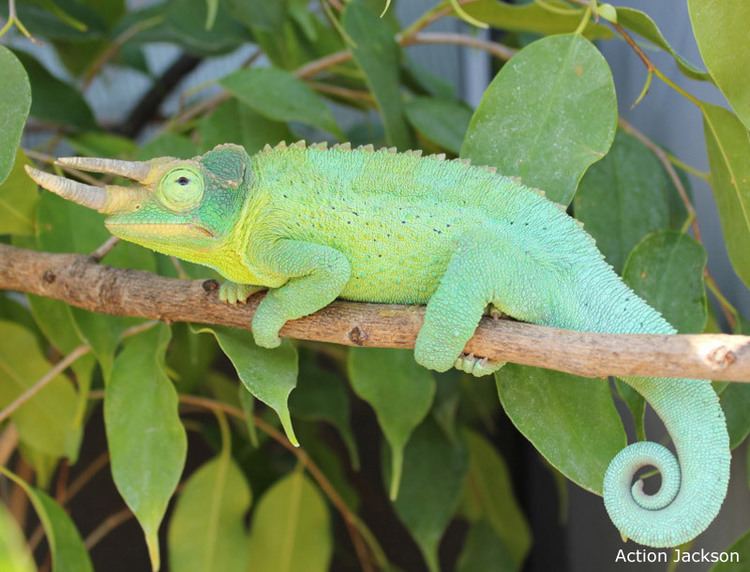 Jackson's chameleon httpswwwchameleonforumscomstylescfimagesc