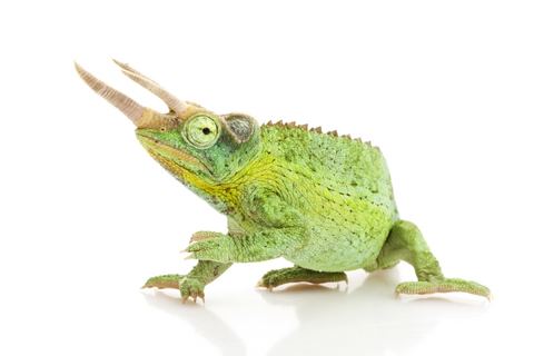 Jackson's chameleon Jacksons Chameleon for Sale Reptiles for Sale