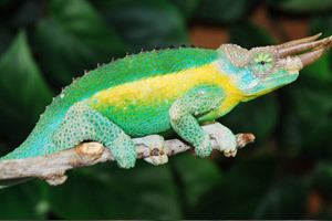 Jackson's chameleon Jacksons Chameleon Care Sheet A to Z on how to take care of a