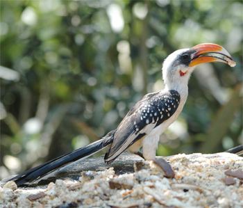 Jackson's hornbill Birdfinders Birdwatching Holidays Kenya