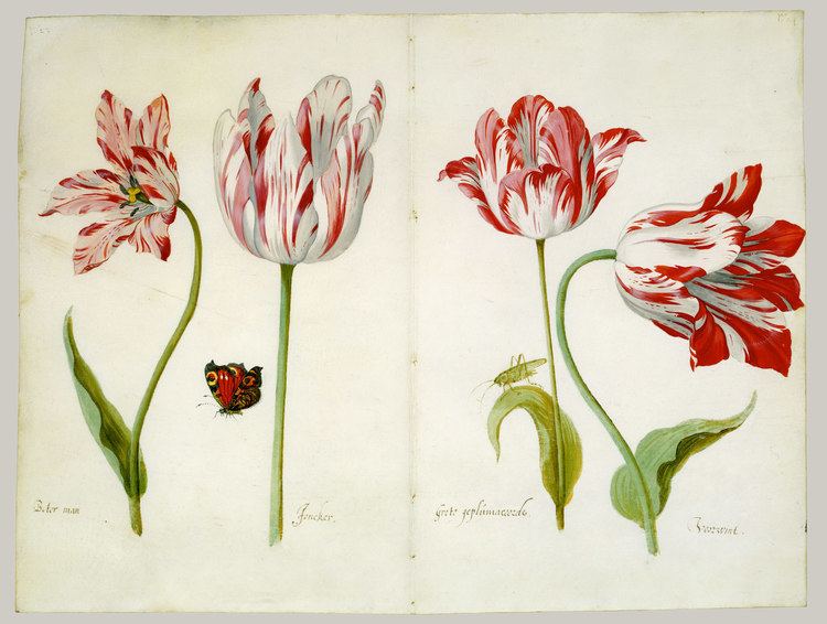 Four Tulips:  Boter man (Butter Man), Joncker (Nobleman), Grote geplumaceerde (The Great Plumed One), and Voorwint (With the Wind)