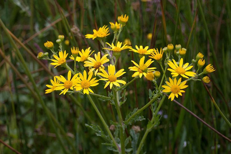 Jacobaea aquatica Waterkruiskruid Jacobaea aquatica Online bestellen bij CruydtHoeck