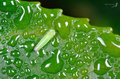 Jacobiasca formosana walking on wet leaves