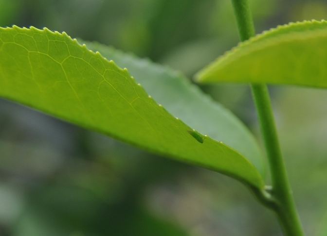 Jacobiasca formosana walking on green leaves