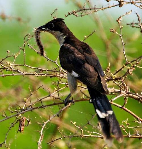 Jacobin cuckoo Jacobin cuckoo Birds of India