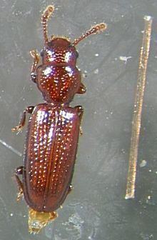 Jacobsoniidae httpsuploadwikimediaorgwikipediacommonsthu