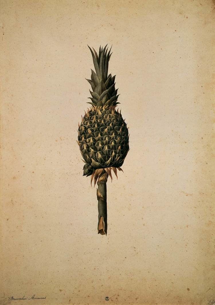 Jacopo Ligozzi Pineapple Bromelia ananas by LIGOZZI Jacopo