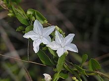 Jacquemontia reclinata httpsuploadwikimediaorgwikipediacommonsthu