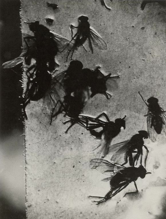 Jacques-André Boiffard Exposure Flypaper and Flies photographed by JacquesAndr Boiffard