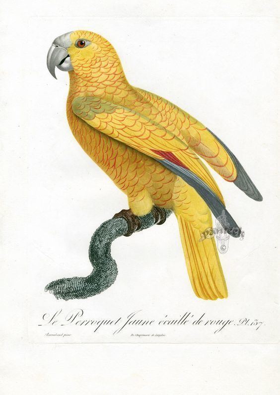 Jacques Barraband Antique Parrot Prints 1801