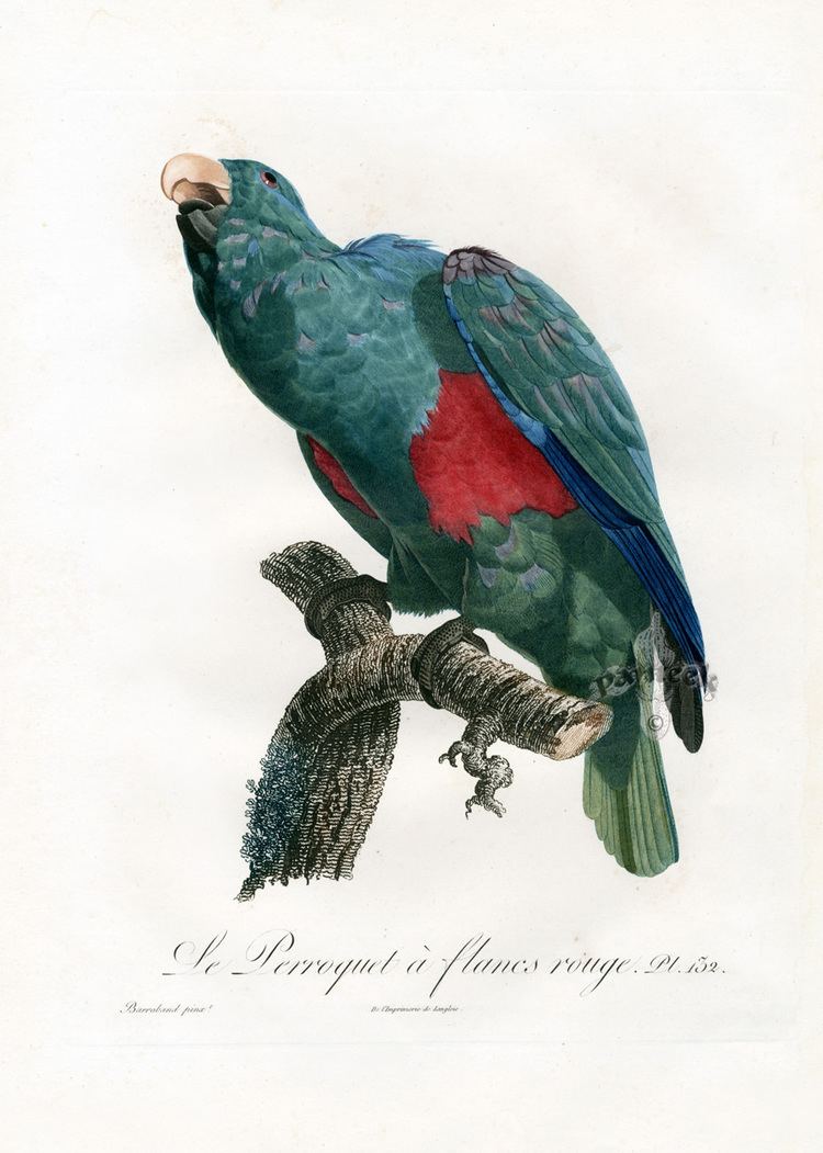 Jacques Barraband Jacques Barraband Antique Parrot Prints 1801